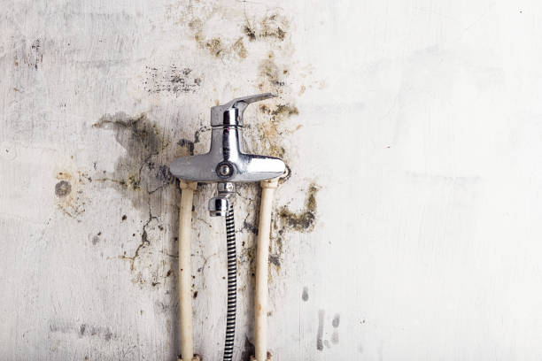 Best Emergency Mold Removal  in Paducah, KY