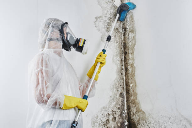 Trusted Paducah, KY Mold Removal Experts