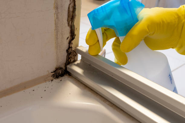 Best Mold Remediation Experts  in Paducah, KY