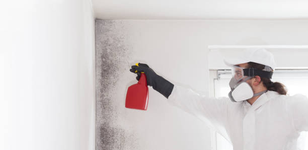 Mold Removal and Inspection in Paducah, KY