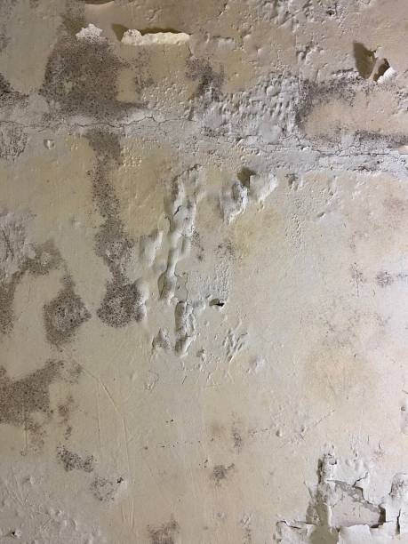 Best Mold Testing  in Paducah, KY