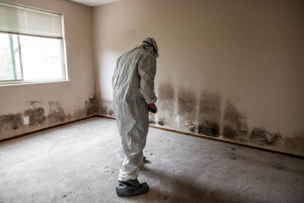 Best Mold Damage Repair  in Paducah, KY